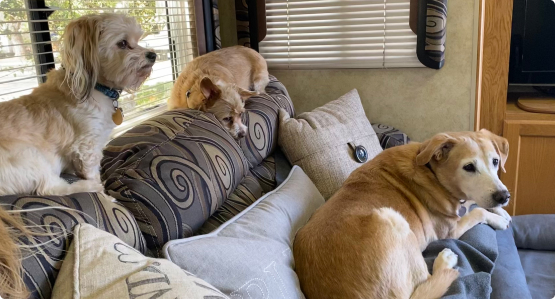Three dogs sitting on top of a couch